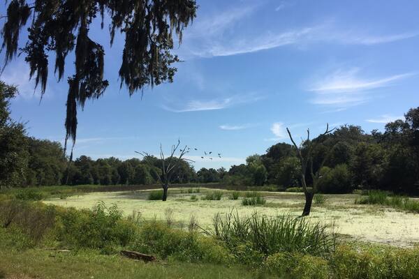 Horseshoe lake loop trail in Brazos Bend State Park. Incredible place to watch wetlands birds from the shade beneath Spanish moss draped cypress trees.