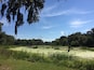 Horseshoe lake loop trail in Brazos Bend State Park. Incredible place to watch wetlands birds from the shade beneath Spanish moss draped cypress trees.