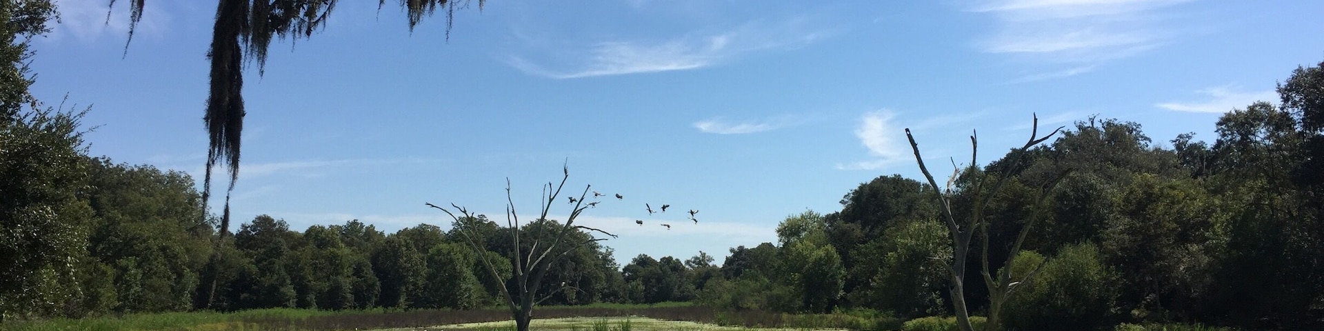 Horseshoe lake loop trail in Brazos Bend State Park. Incredible place to watch wetlands birds from the shade beneath Spanish moss draped cypress trees.