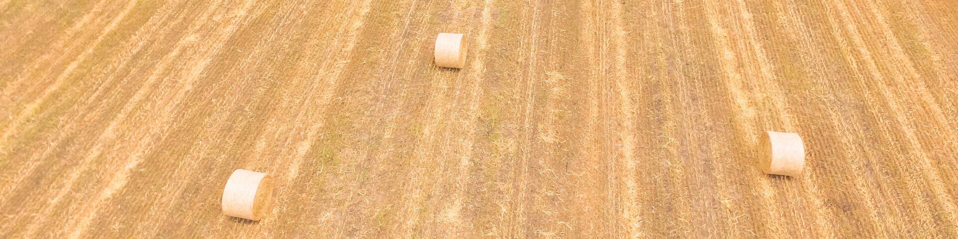 Aerial view bale hay on a corn farm after harvest in Austin, Texas, US. Golden rural landscape. Agriculture background. Hay used as animal fodder for grazing animals as cattle, horses, goats, sheep.