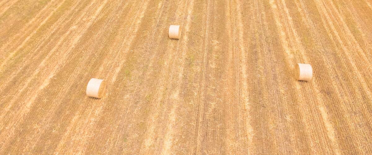 A vast field with evenly spaced hay bales.