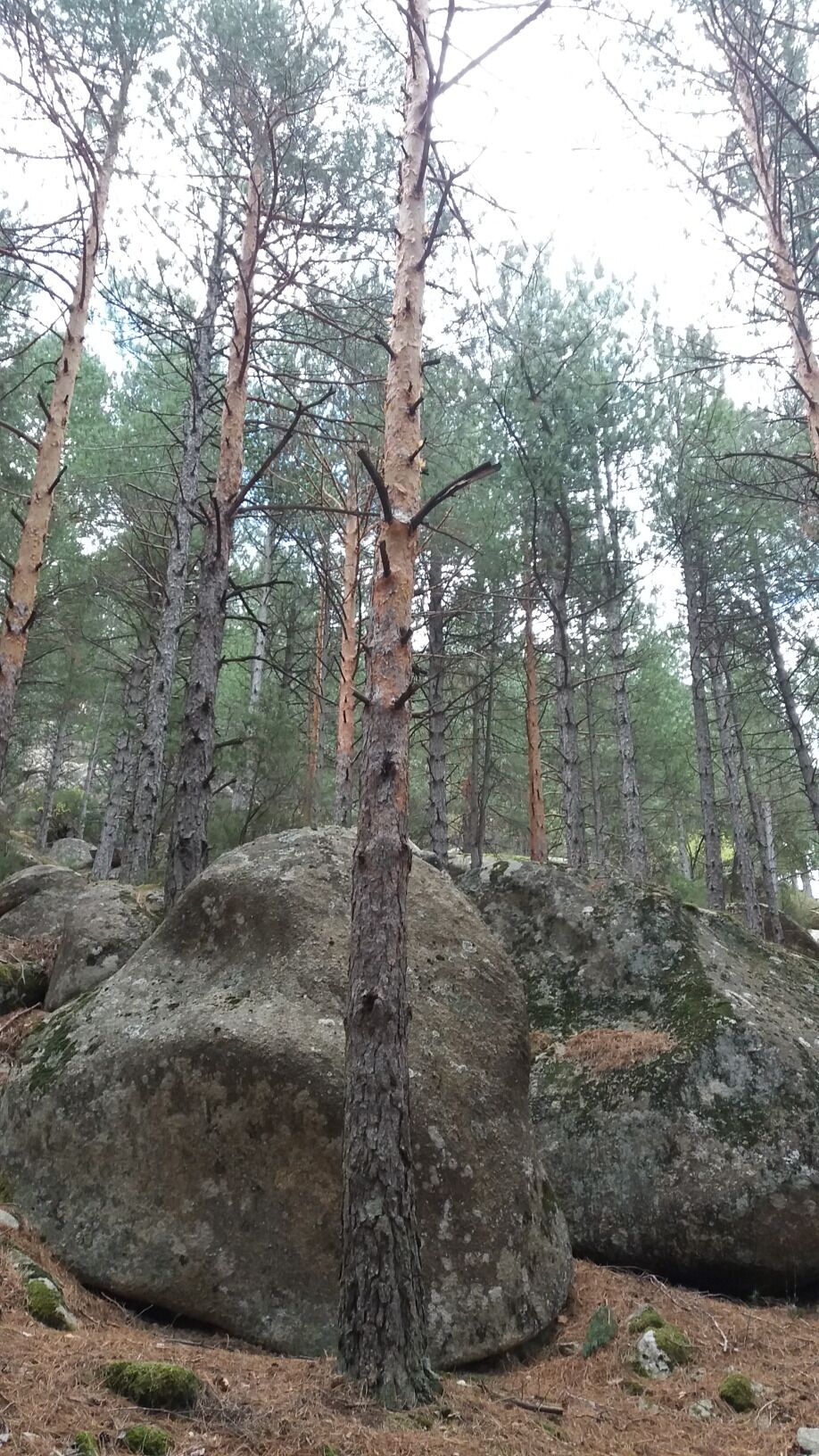 Walk in national park near Madrid