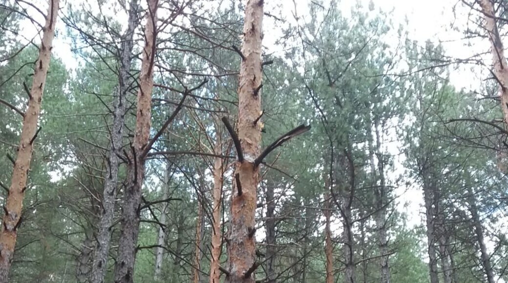 Walk in national park near Madrid