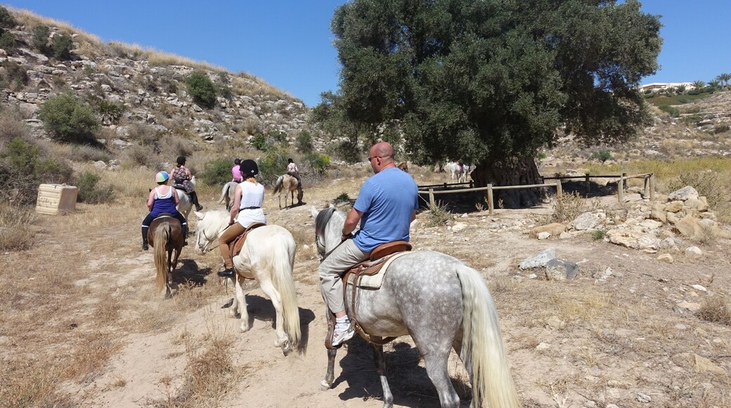 Horse trekking in Andalucia - rode past the 'millennial olive tree', said to be over 1000 years old