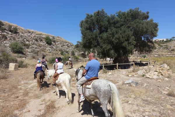 Horse trekking in Andalucia - rode past the 'millennial olive tree', said to be over 1000 years old