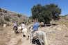 Horse trekking in Andalucia - rode past the 'millennial olive tree', said to be over 1000 years old