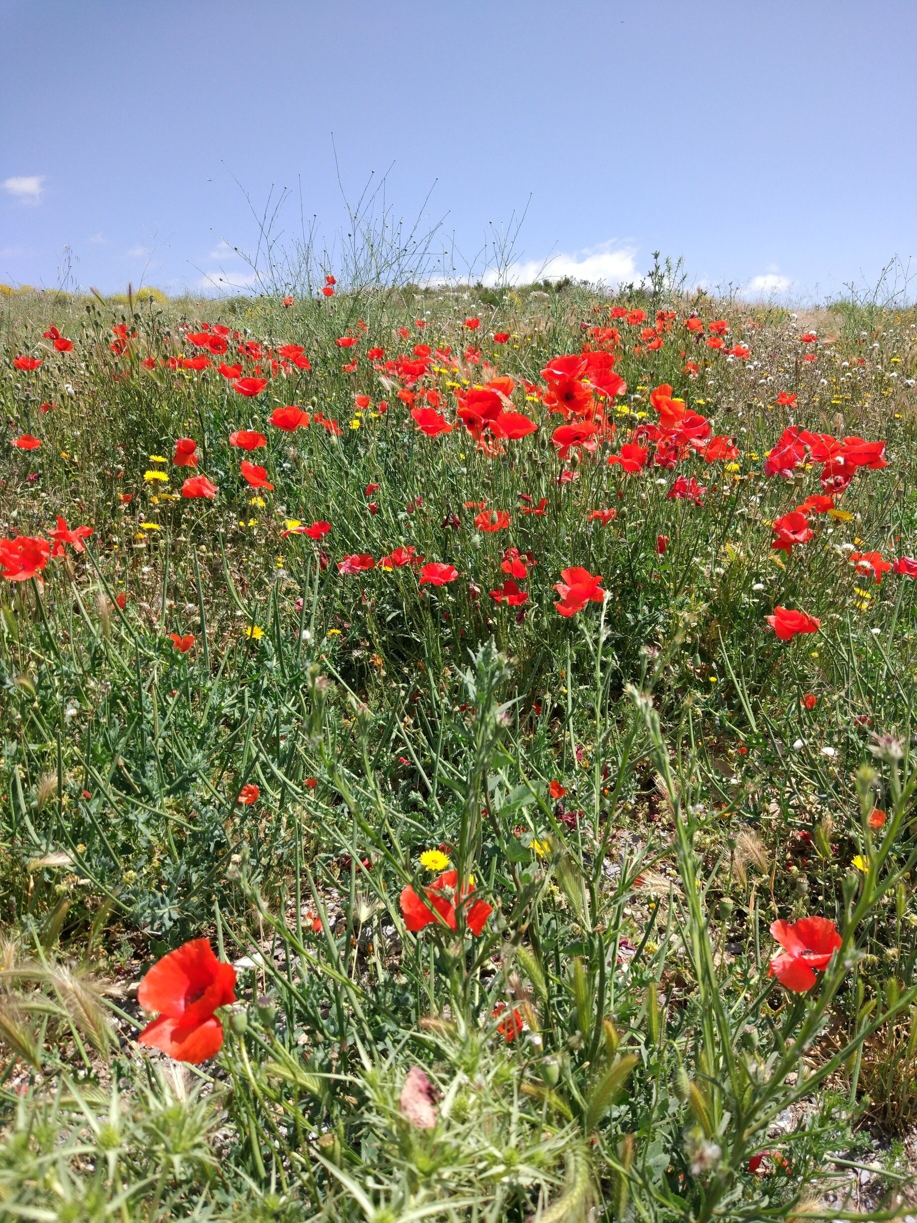 After a very wet, cool (& unheard of snowfall) this winter in Southern Spain, spring is amazing #springfun in Sierra de Maria, Andalucia 