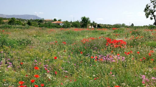 #Springfun in Spain in Sierra de Maria. This is the first winter in years we have seen snow in this part of Spain. What with the heavy rains, spring is now bursting in the warm sunshine ๐