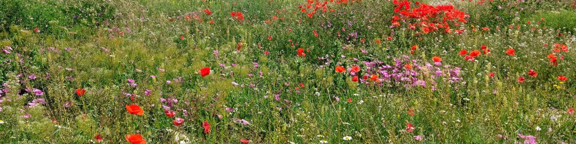 #Springfun in Spain in Sierra de Maria. This is the first winter in years we have seen snow in this part of Spain. What with the heavy rains, spring is now bursting in the warm sunshine 😎
