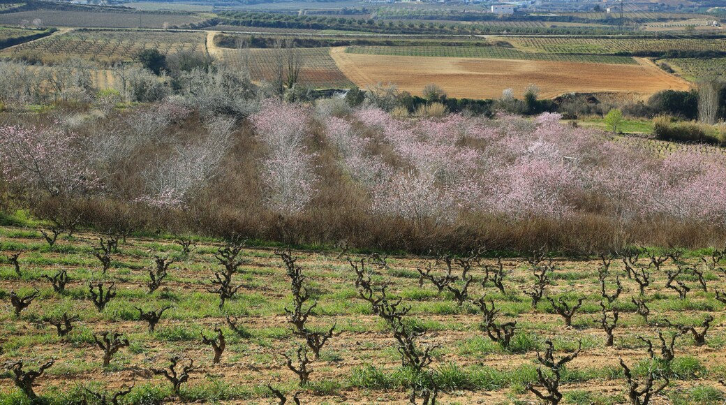 Peach trees in flowering period