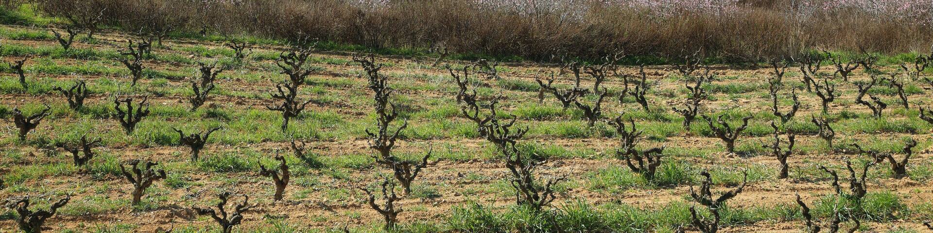 Peach trees in flowering period