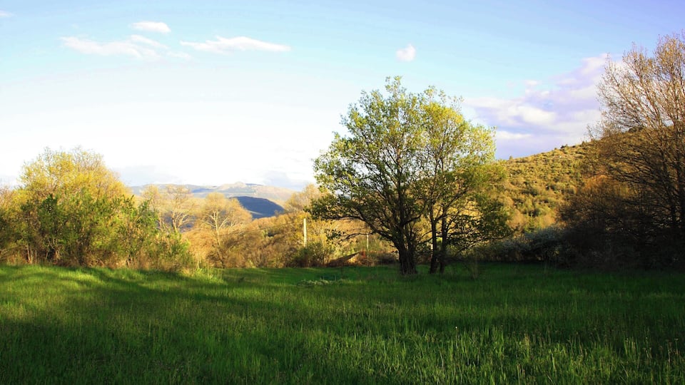A grassy field with trees and hills in the background.