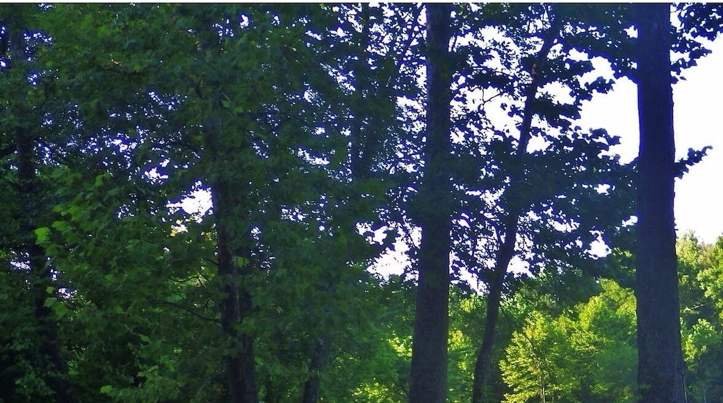 A very nice little campground. It runs on a honor system at the entrance you pay $7 fee. #camp