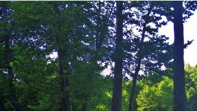 A very nice little campground. It runs on a honor system at the entrance you pay $7 fee. #camp