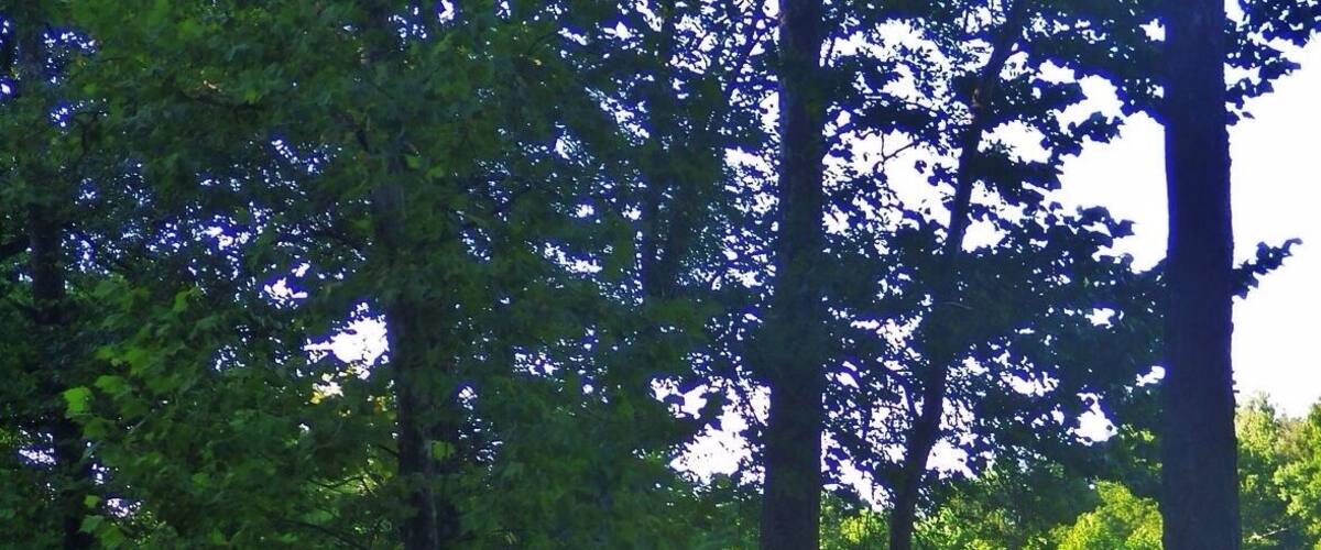 A forested area with a dirt path, a parked SUV, and a calm body of water.