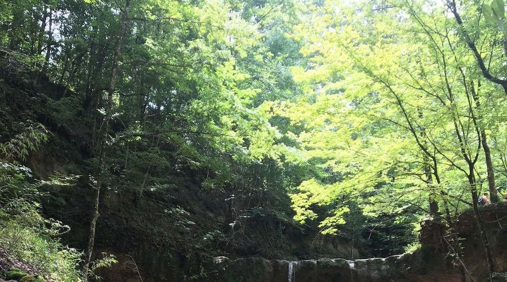 There's very few places to hike and explore in Louisiana. But this is about as good as it gets. Great little hike, follow the stream instead of the trail.