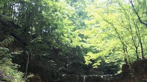 There's very few places to hike and explore in Louisiana. But this is about as good as it gets. Great little hike, follow the stream instead of the trail.