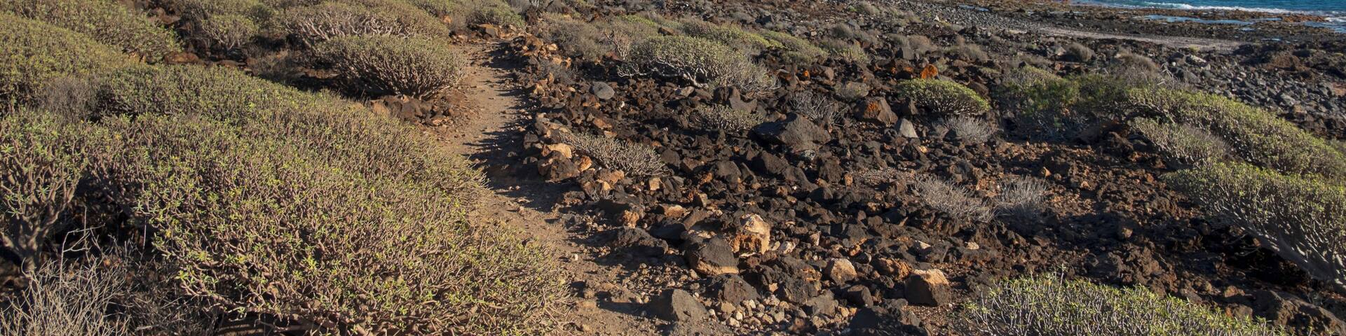 Arid landscape of Malpais de la Rasca, a natural reserve close to Palm-Mar town, with views towards the lighthouse or Faro Punta de Rasca, and the endemic vegetation, Tenerife, Canary Islands, Spain