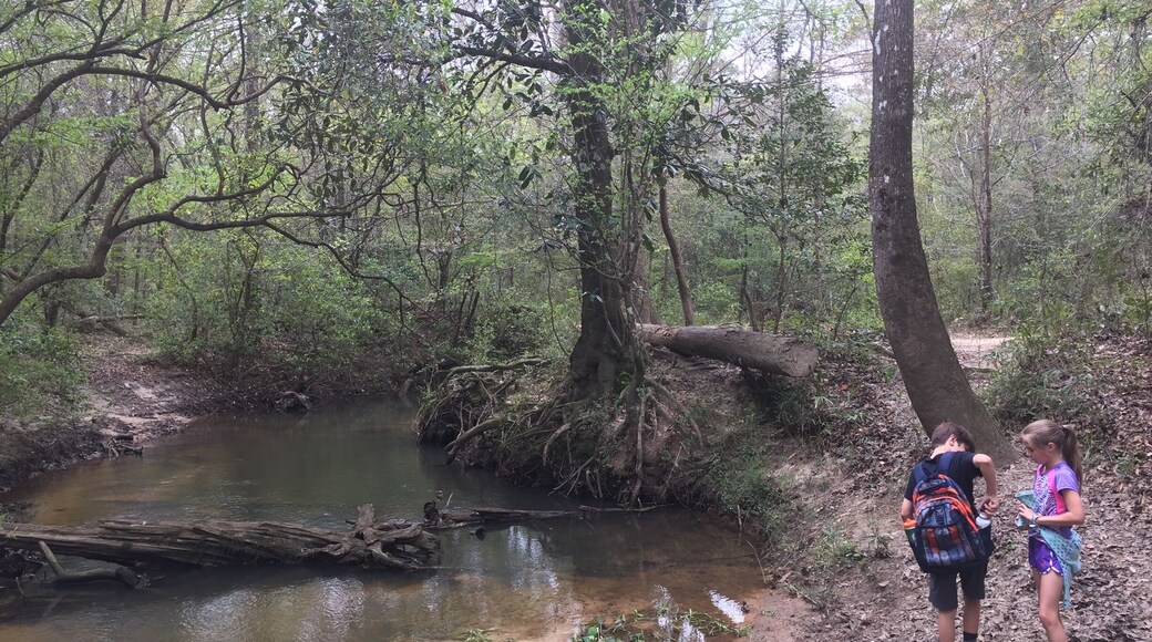 Tuxachanie Trail in Desoto National Forest
To discovery more about this location, including directions and planning ideas visit:
http://frugalfamilytravelers.blogspot.com/2017/03/desoto-national-forest-tuxachanie-trail.html