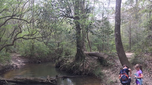 Tuxachanie Trail in Desoto National Forest
To discovery more about this location, including directions and planning ideas visit:
http://frugalfamilytravelers.blogspot.com/2017/03/desoto-national-forest-tuxachanie-trail.html