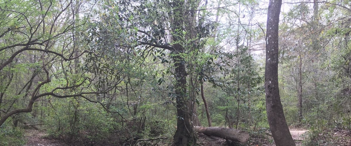 Tuxachanie Trail in Desoto National Forest
To discovery more about this location, including directions and planning ideas visit:
http://frugalfamilytravelers.blogspot.com/2017/03/desoto-national-forest-tuxachanie-trail.html