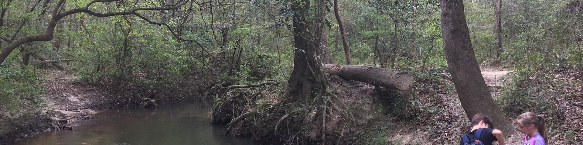 A forested area with a stream and two people standing by it.