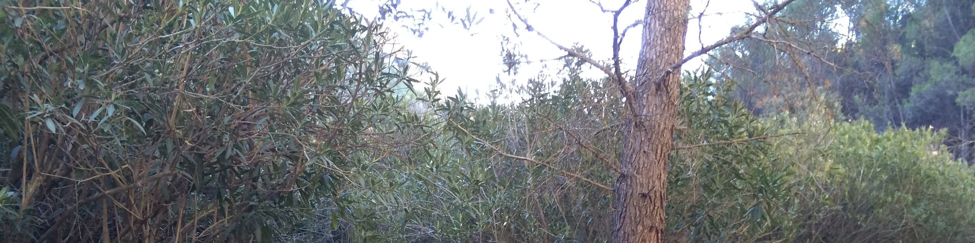 This is a photography of a Site of Community Importance in Spain with the ID: