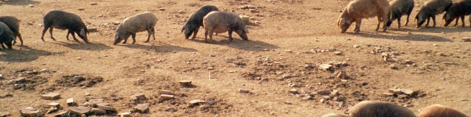Villanueva de los Castillejos, pig farm