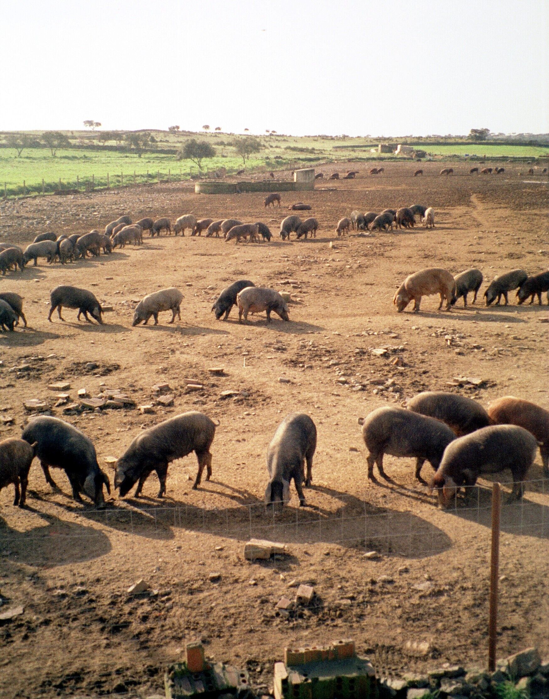 A herd of sheep grazing in a field with a fence in the foreground.