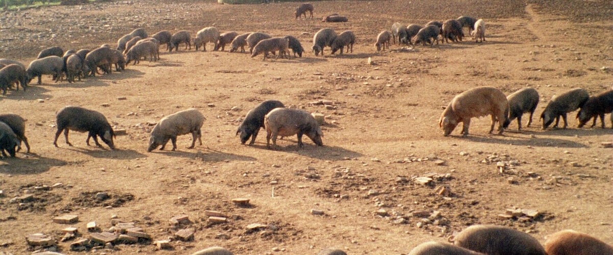 A herd of sheep grazing in a field with a fence in the foreground.