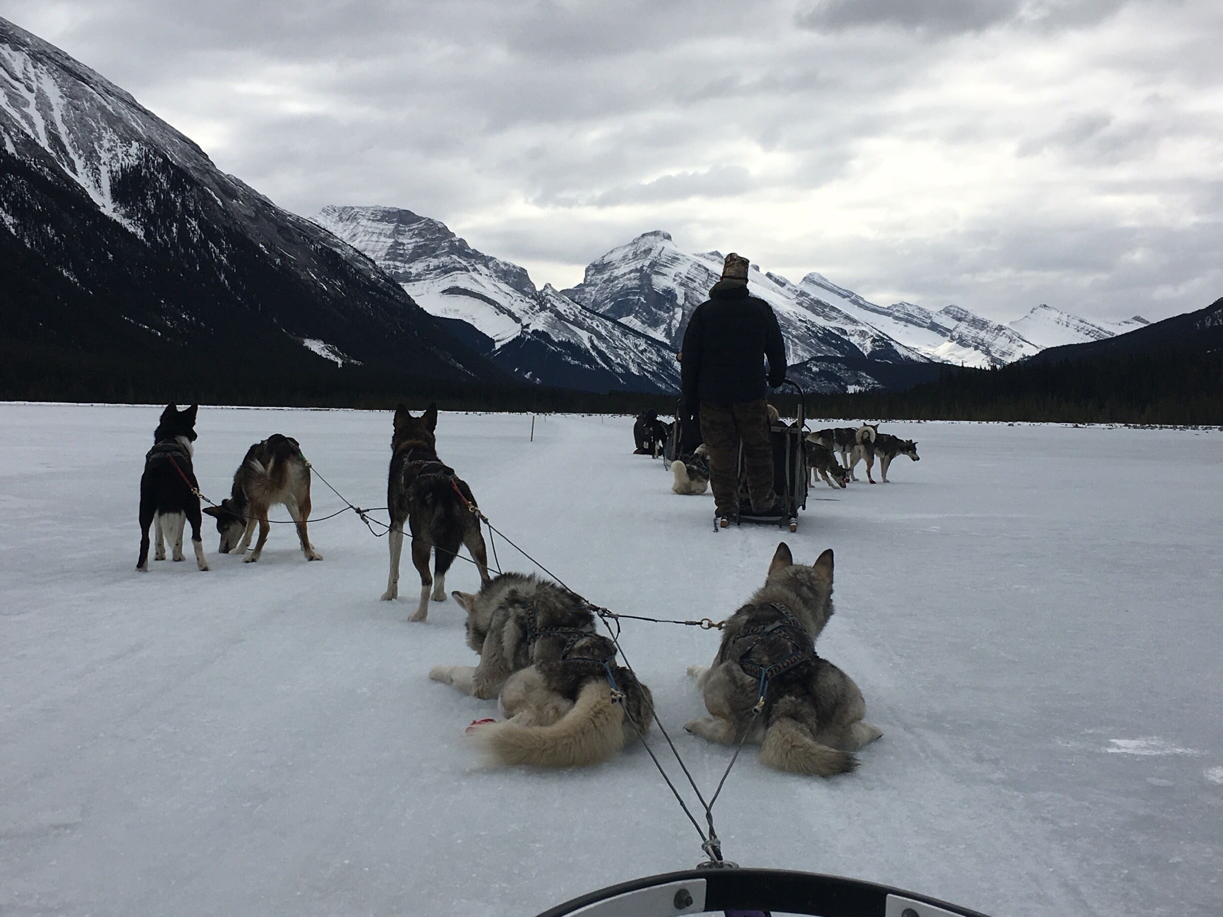 Dogsledding with The Snow Owl Dog Tours was the highlight of our Alberta trip. It was awesome and unforgettable experience❄️⛰Spring Snow⛷