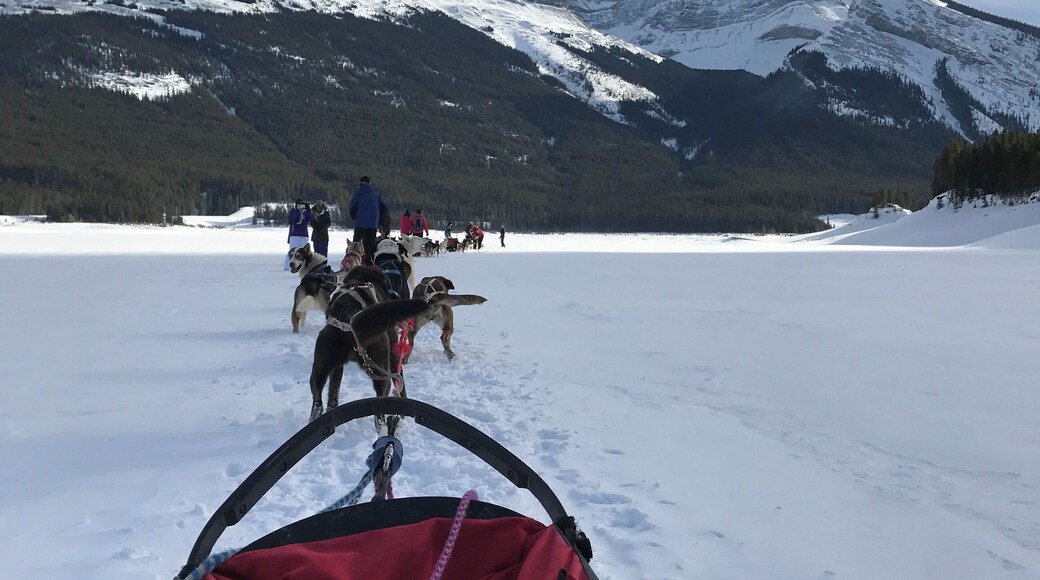 Dogsledding is something you should try if you’re in Alberta in the winter. Definitely an experience and helps you put into perspective how hard it was to travel in the North before snowmobiles.
You can see how excited the dogs are to get going. When they are attached to the sled they can’t wait to get going, tails wagging the entire time.