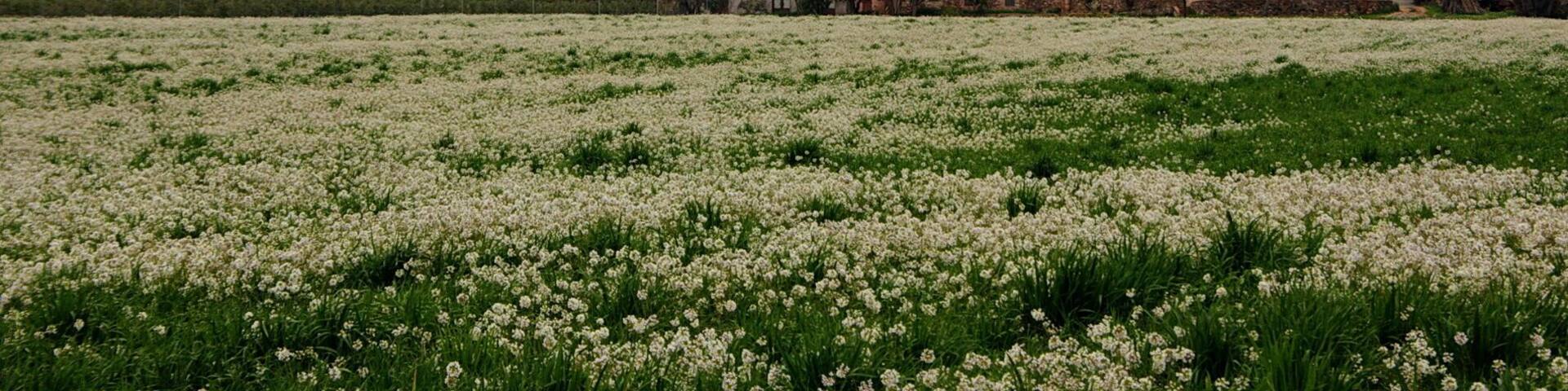 Can Draper (l'Ametlla del VallĂšs)