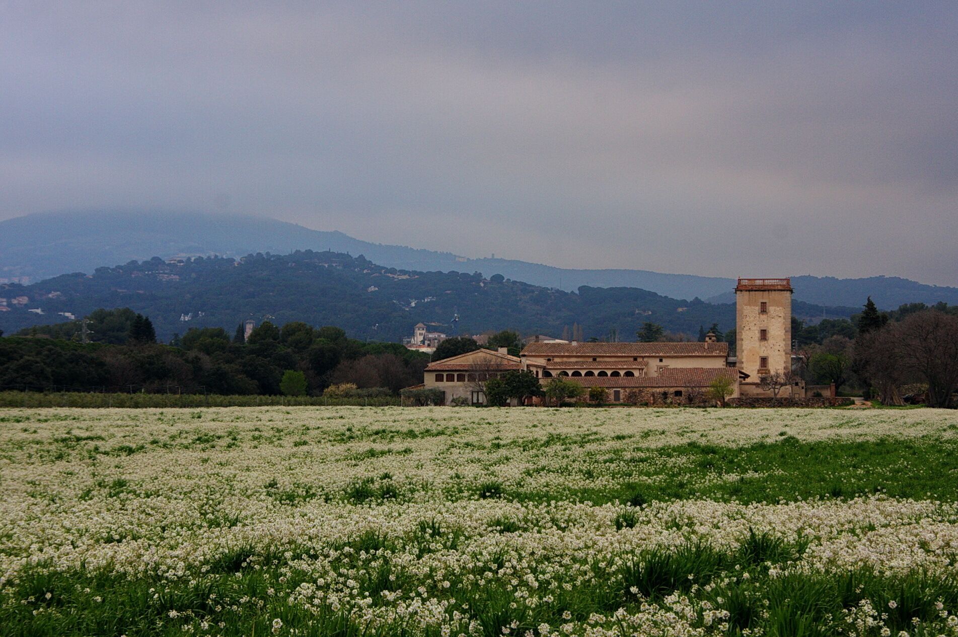 A field of white flowers in front of a historic building with a tower, surrounded by hills.