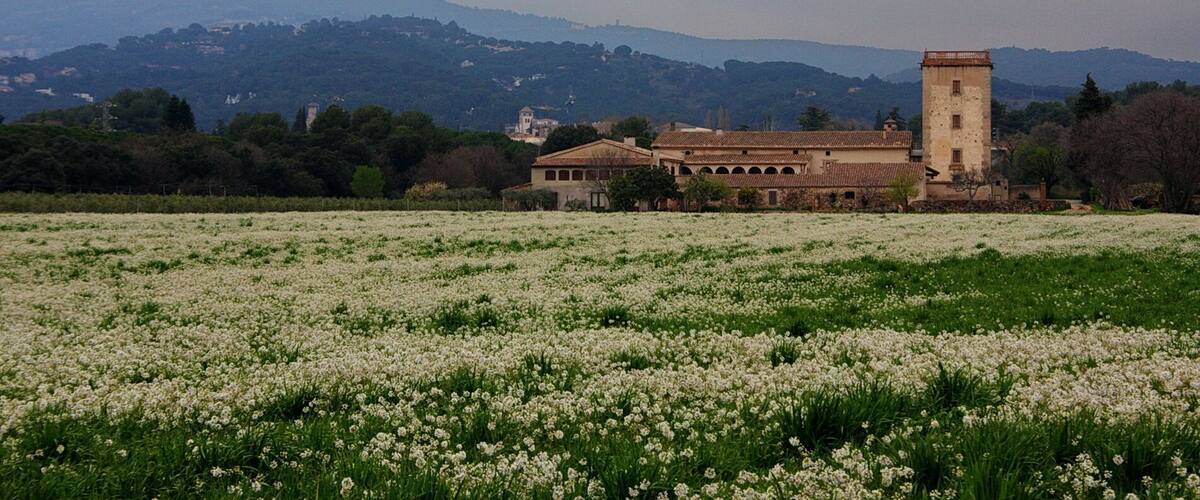 A field of white flowers in front of a historic building with a tower, surrounded by hills.