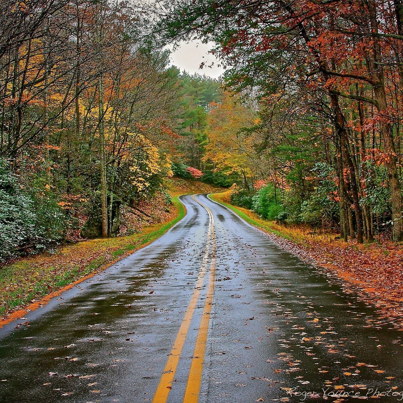 A wet road with double yellow lines, surrounded by trees with autumn foliage.