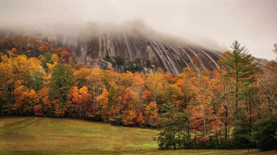 A forest with autumn foliage and a mist-covered mountain.