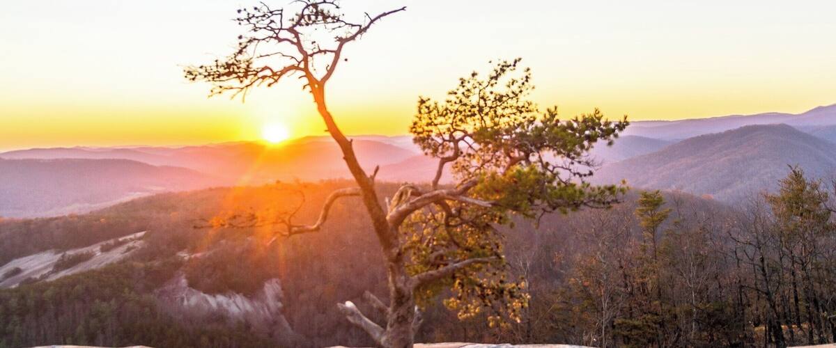 A lone tree on a rocky outcrop with a sunset in the background.