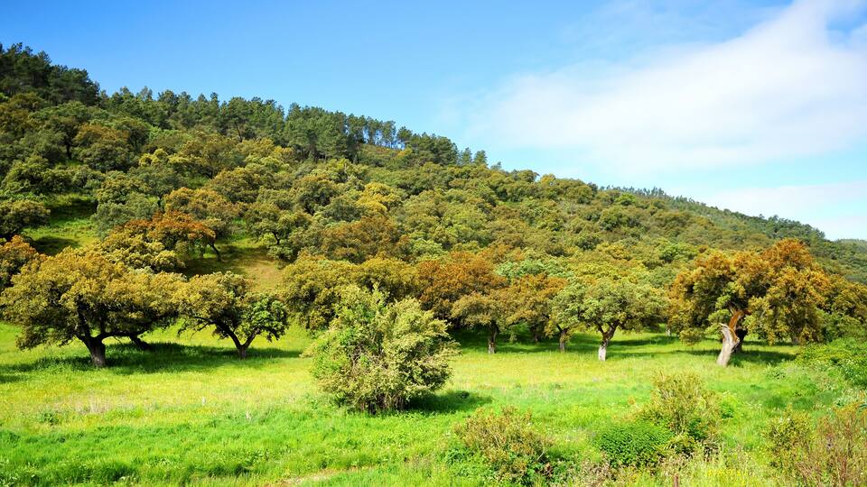 A lush green hillside with dense trees and a clear blue sky.