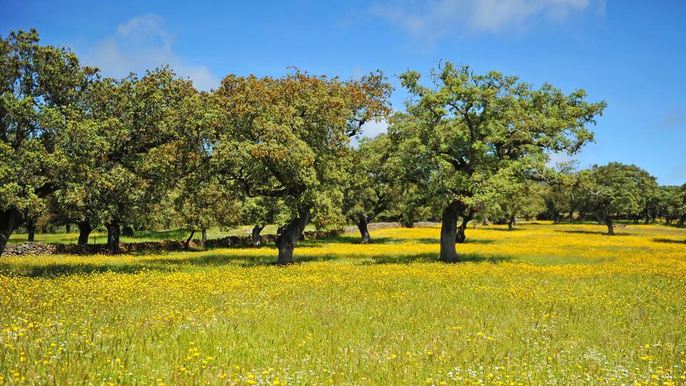 A field of yellow flowers with trees in the background.