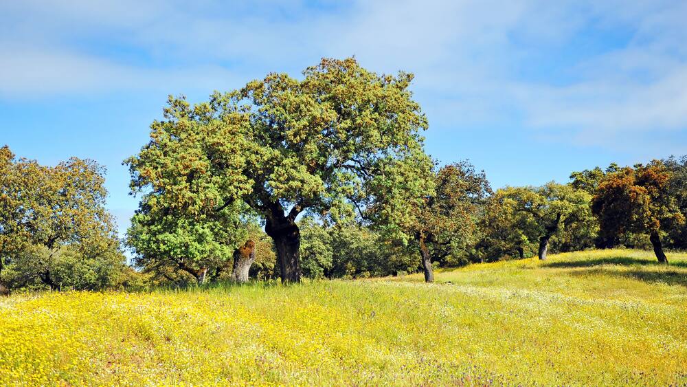 Primavera en la Sierra de Huelva, Parque Natural Sierra de Aracena y Picos de Aroche, Andalucía, España
