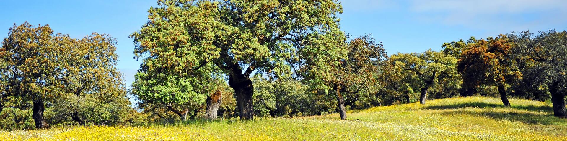 Primavera en la Sierra de Huelva, Parque Natural Sierra de Aracena y Picos de Aroche, Andalucía, España