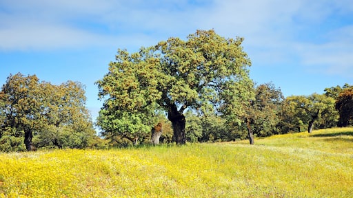Primavera en la Sierra de Huelva, Parque Natural Sierra de Aracena y Picos de Aroche, Andalucía, España