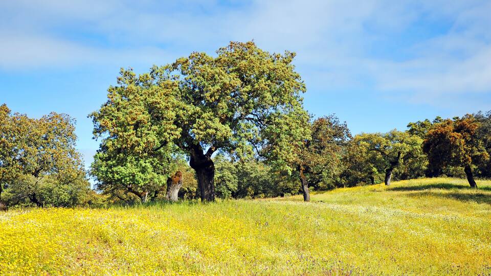 A large tree in a field of yellow flowers under a blue sky.