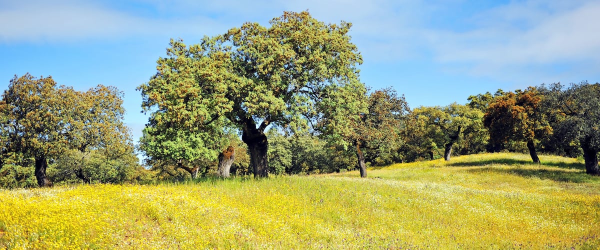 A large tree in a field of yellow flowers under a blue sky.