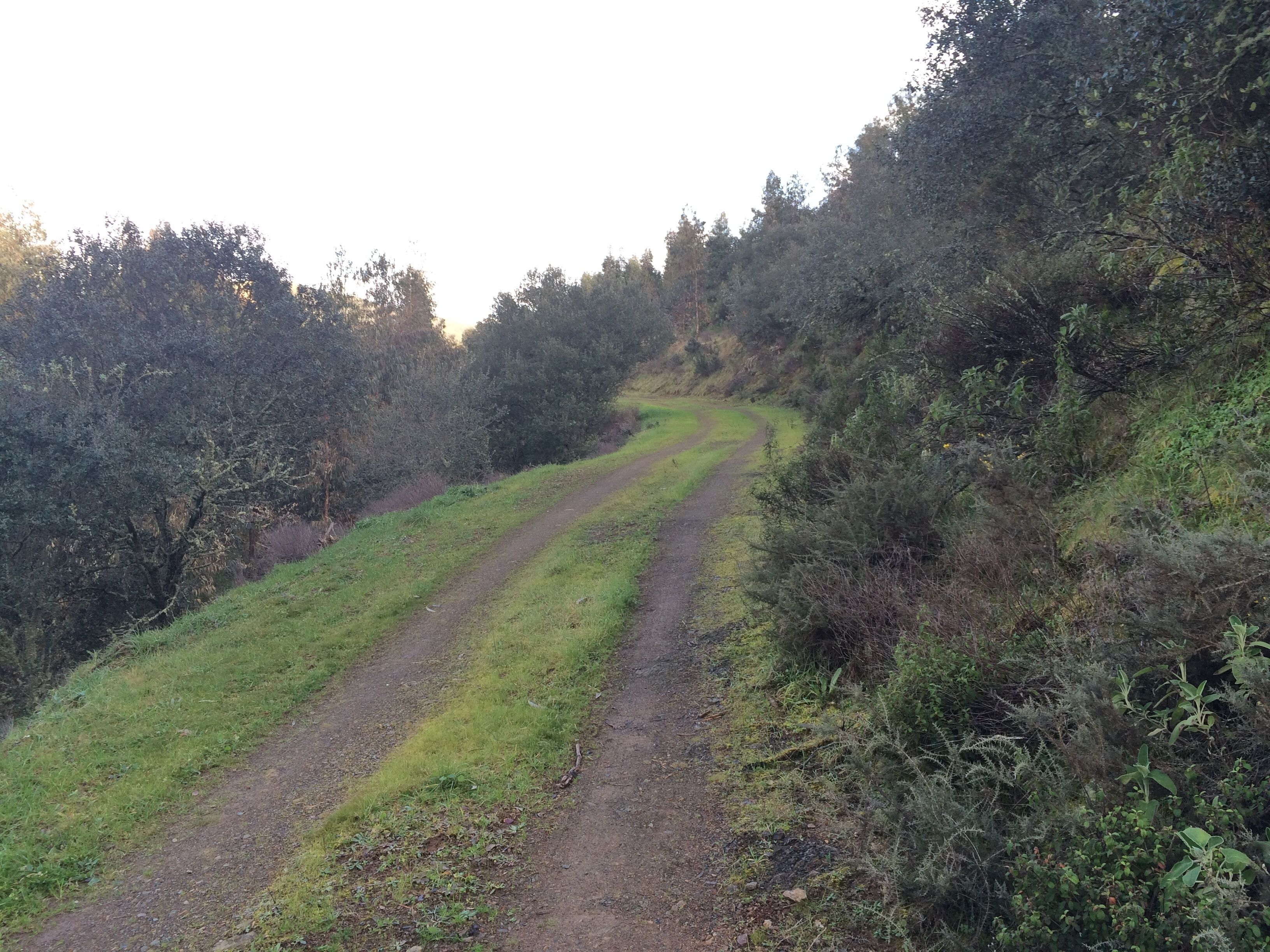 A winding dirt path through a forested area with dense vegetation on both sides.