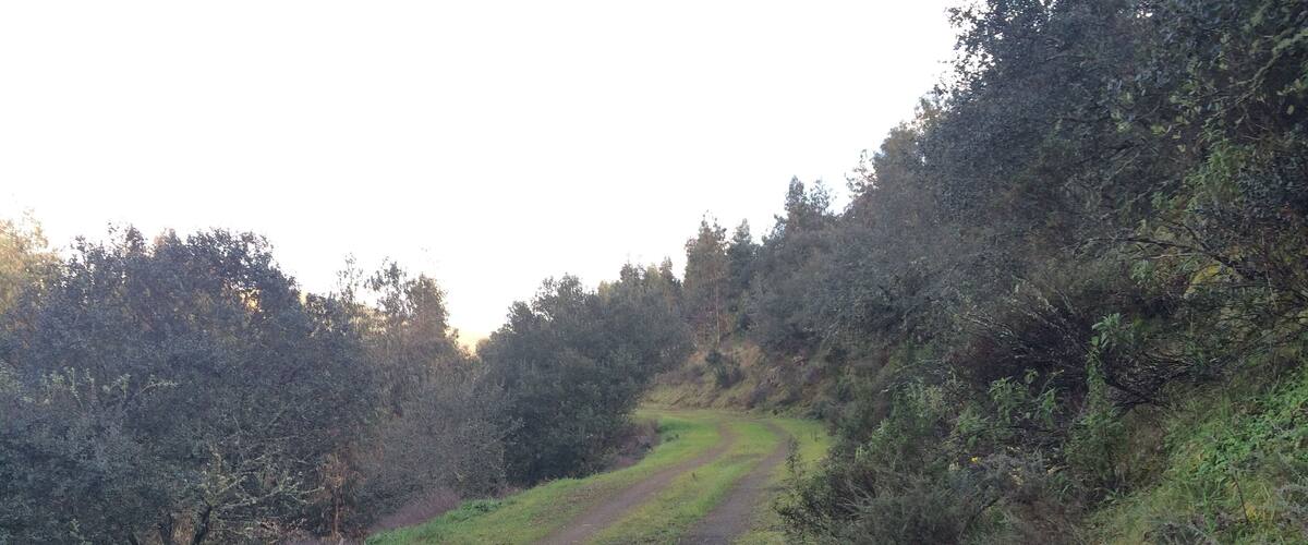 A winding dirt path through a forested area with dense vegetation on both sides.