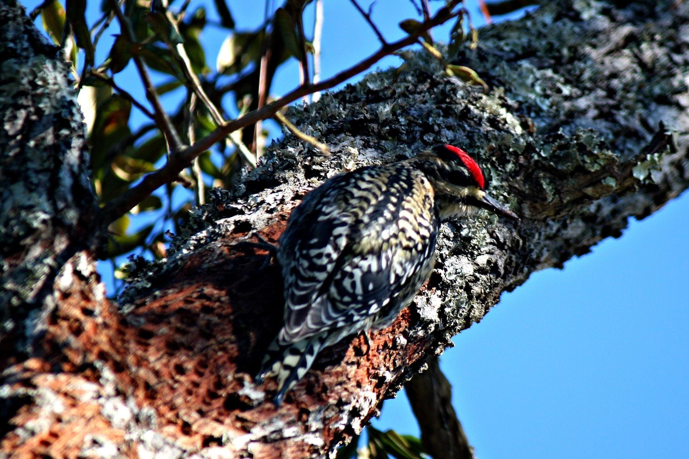 Thrilled to have spotted a Red-cockaded woodpecker (endangered). 