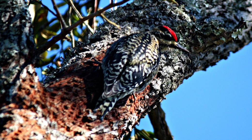Thrilled to have spotted a Red-cockaded woodpecker (endangered).