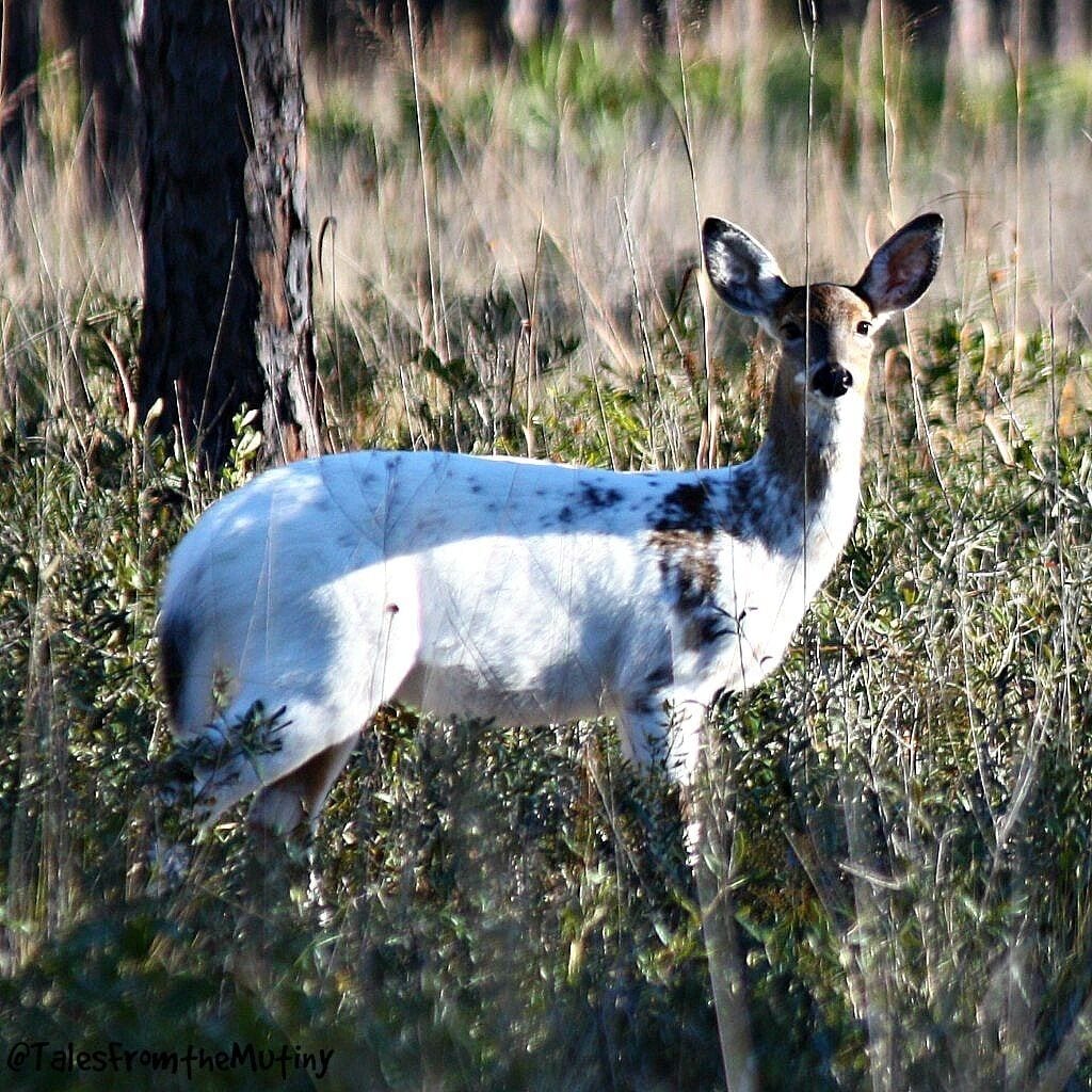 I had no idea these existed...a Piebald deer at Ochlocknee State Park, Florida. #piebald #wildlife 